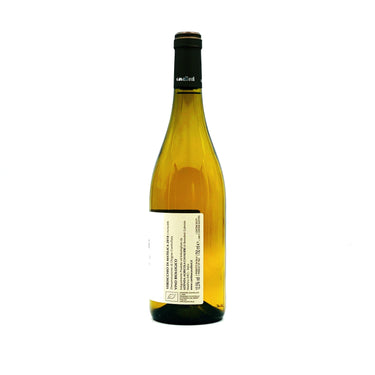 Verdicchio di Matelica DOC - Rosato Vini